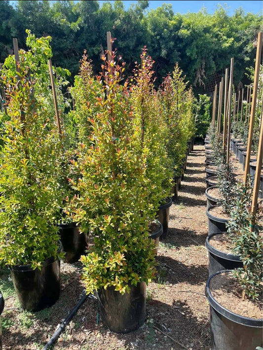 Australian Brush Cherry (Eugenia myrtifolia) – Evergreen Privacy Hedge