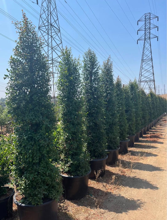 Australian Brush Cherry (Eugenia myrtifolia) – Evergreen Privacy Hedge