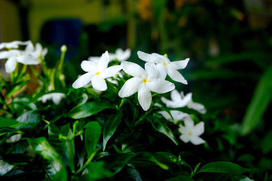 Asian Star Jasmine
