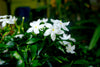 Asian Star Jasmine