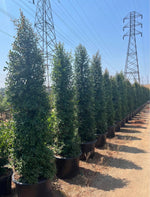 Australian Brush Cherry (Eugenia myrtifolia) – Evergreen Privacy Hedge