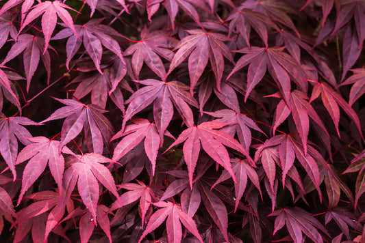 Bloodgood Japanese Maple