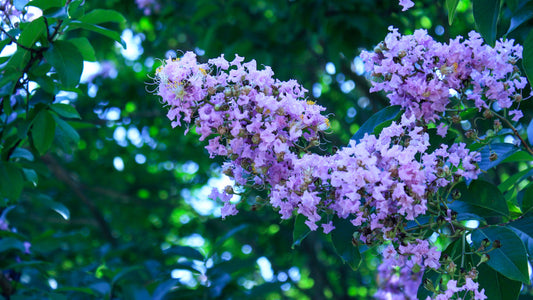 Purple Crape Myrtle