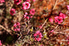 Red New Zealand Tea Tree