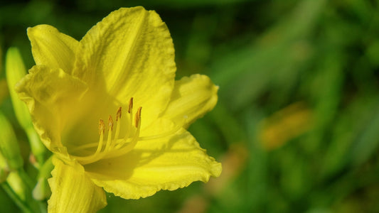 Yellow Daylily (Hemerocallis lilioasphodelus)