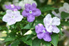 Yesterday Today Tomorrow (Brunfelsia)
