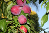 Santa Rosa Plum